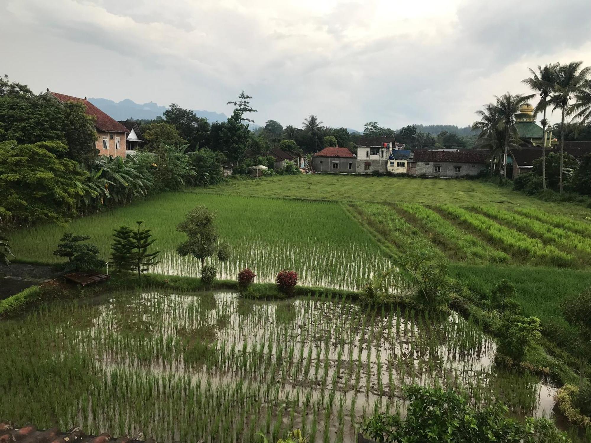Lotus 2 Guest House Magelang Kültér fotó